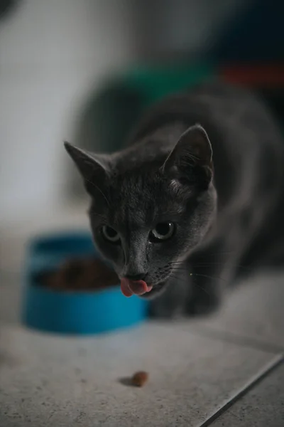 Tiro Vertical Gato Fofo Preto Comendo Sua Tigela — Fotografia de Stock