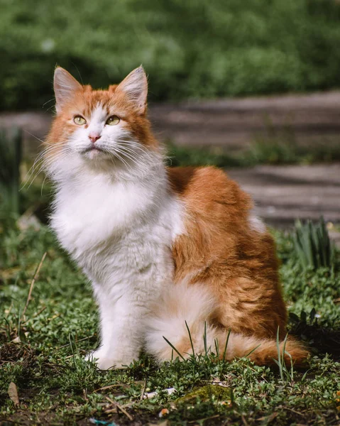 一只红白相间的猫在草地上的垂直镜头 — 图库照片