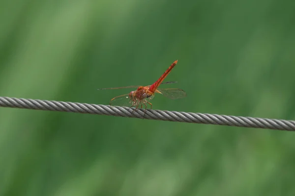 灰色のロープに座っている点状の尾を持つ赤い空飛ぶ昆虫の選択的焦点ショット — ストック写真