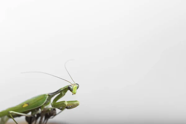 Insectos Primer Plano Una Mantis Religiosa Verde Vista Perfil Sobre — Foto de Stock
