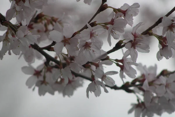 Tiro Escala Cinza Close Uma Bela Flor Cereja Florescendo Sakura — Fotografia de Stock