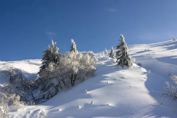 法国奥弗涅 阿尔卑斯省佩多姆省Sancy Massif的冰雪覆盖的树木 — 图库照片