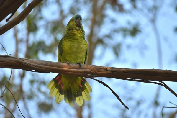 Turkosfronterad Amazon Amazona Aestiva Även Kallad Den Turkosfronterade Papegojan Naturen — Stockfoto