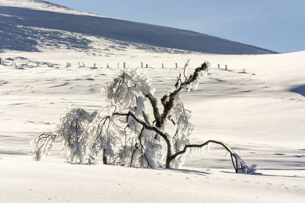 Śnieg Pokryte Śniegiem Drzewa Masywie Sancy Departament Puy Dome Auvergne — Zdjęcie stockowe