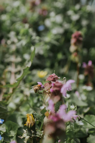 Eine Nahaufnahme Von Wildblumen — Stockfoto