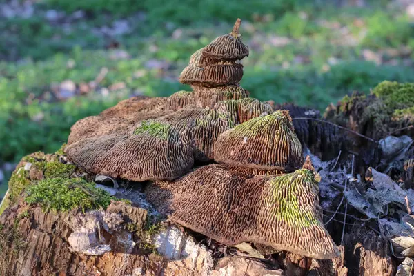 Een Selectieve Focus Shot Van Wilde Paddestoelen Een Bos — Stockfoto