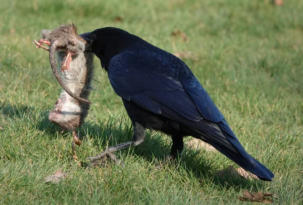 Närbild Svart Kråka Som Bär Död Råtta Med Näbben — Stockfoto