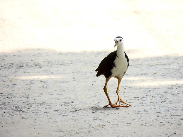 Nahaufnahme Eines Amaurornis Phoenicurus Vogels Freien Unter Dem Sonnenlicht — Stockfoto