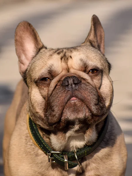 Plan Vertical Bouledogue Français Avec Collier — Photo