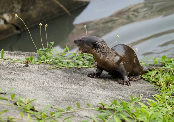 Small Angry Wet Otter Getting Out Water Grass Next — Stock Photo, Image