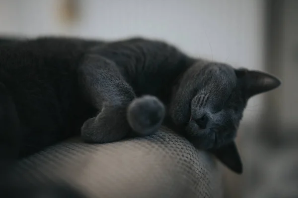 Primer Plano Gato Negro Esponjoso Tumbado Suelo — Foto de Stock