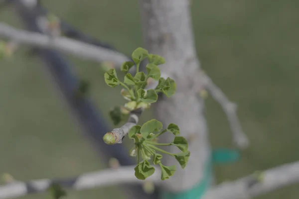 Yakın Plan Yeşil Ginkgo Biloba Yaprakları Bulanık Arkaplanda — Stok fotoğraf