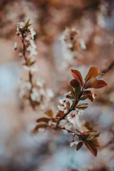 桜の木の枝の垂直閉鎖ショット — ストック写真