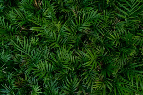 Крупный План Маленьких Зеленых Листьев Куста Горизонтальный Выстрел — стоковое фото