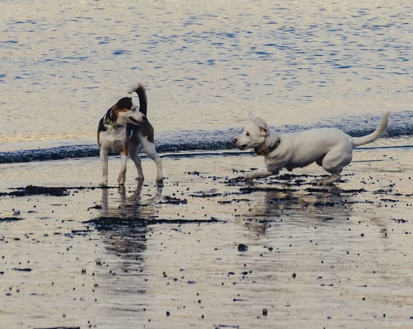 Две Собаки Играют Песчаном Пляже — стоковое фото