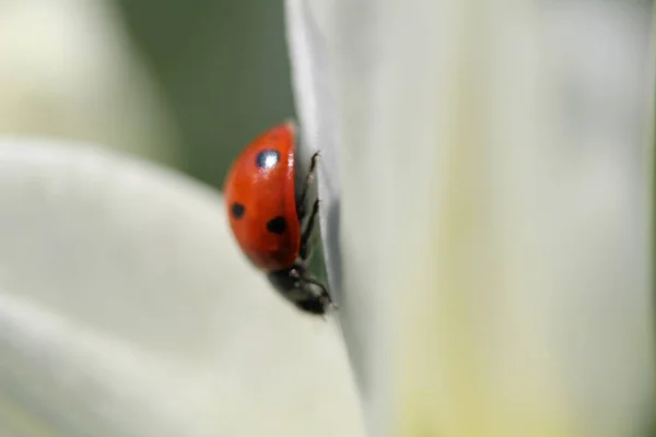Nahaufnahme Eines Marienkäfers Auf Dem Blütenblatt Einer Weißen Narzisse — Stockfoto