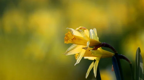 Een Selectieve Focus Shot Van Bloeiende Narcissen Bloemen Het Groen — Stockfoto