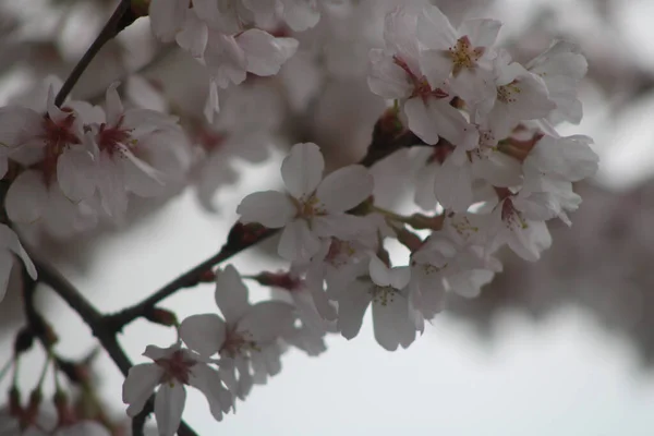 Tiro Escala Cinza Close Uma Bela Flor Cereja Florescendo Sakura — Fotografia de Stock