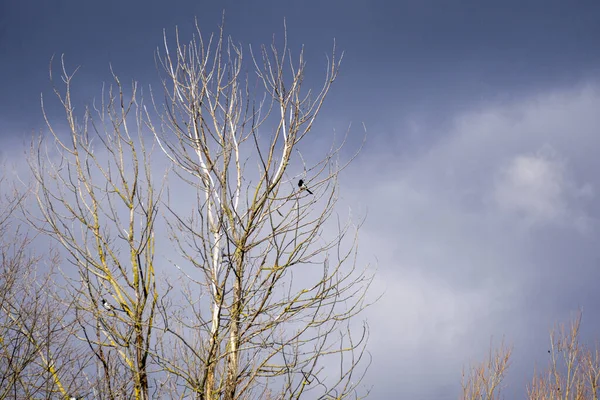 Albero Con Rami Audaci Uccelli Seduti Loro — Foto Stock