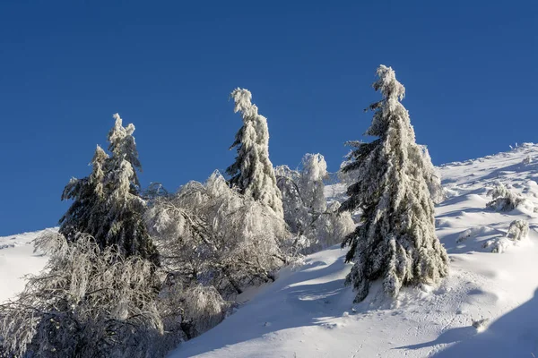 Śnieg Pokryte Śniegiem Drzewa Masywie Sancy Departament Puy Dome Auvergne — Zdjęcie stockowe