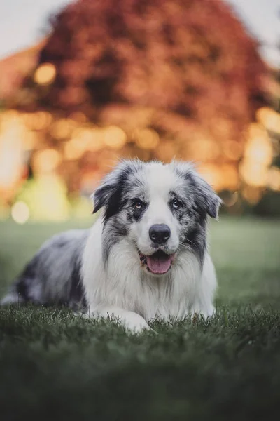 Çimlerin Üzerinde Otururken Dilini Gösteren Şirin Bir Collie Köpeğinin Dikey — Stok fotoğraf