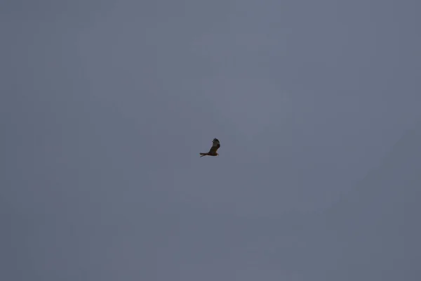 青い空を飛ぶ小さな黒い鳥 — ストック写真