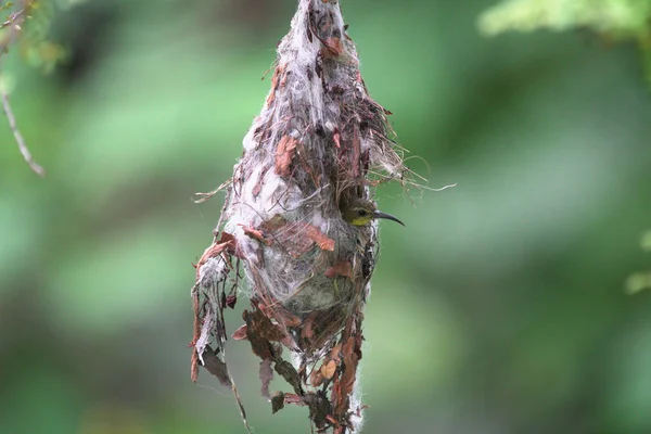 Een Closeup Van Een Katoenen Web Nest Hangend Van Een — Stockfoto