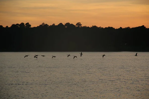 Troupeau Oiseaux Survolant Lac Coucher Soleil — Photo