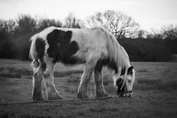 一匹漂亮的小马在田野里吃草 长发的灰度照片 — 图库照片