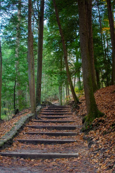 Tiro Vertical Escadas Cercado Por Árvores Floresta — Fotografia de Stock