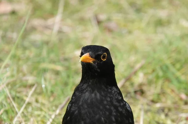 Närbild Vanlig Koltrast Ansikte — Stockfoto