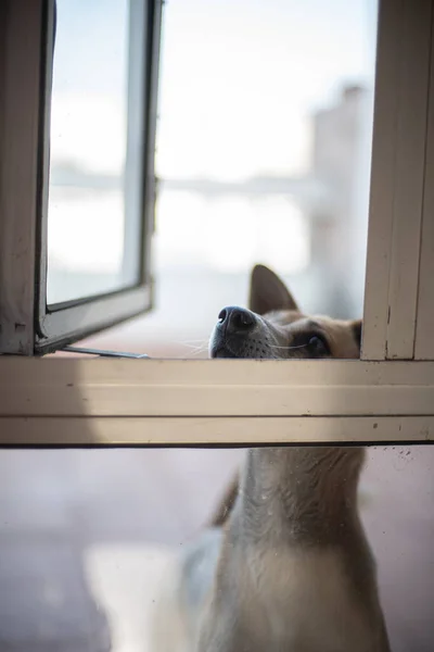 Disparo Vertical Perro Marrón Asomándose Por Ventana — Foto de Stock