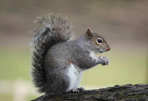 Nahaufnahme Eines Kleinen Eichhörnchens Auf Einem Baum — Stockfoto