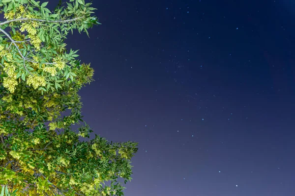 Detailní Záběr Zelený Strom Hvězdné Obloze Pozadí — Stock fotografie