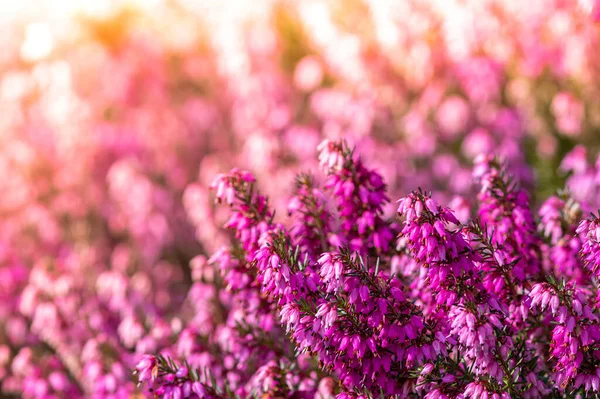 Closeup Shot Purple Winter Heath Flowers Blurred Background — Stock Photo, Image