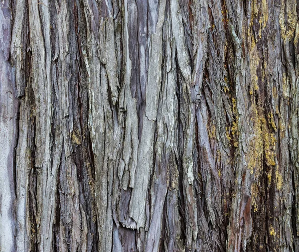 Bir Ağaç Kabuğunun Yakın Plan Çekimi — Stok fotoğraf
