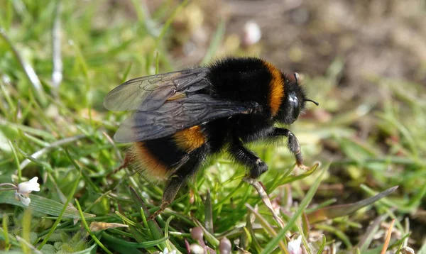 Närbild Liten Humla Ett Fält — Stockfoto