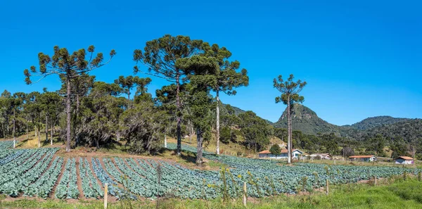 Venkovská Krajina Plantážemi Santa Catarina Brazílie — Stock fotografie