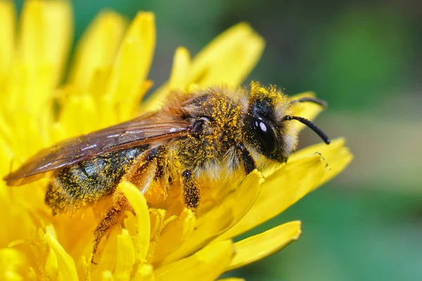 Sárgalábú Bányaméh Nőstényének Közelsége Andrena Szigetecskék Pitypang Sárga Virágán Taraxacum — Stock Fotó