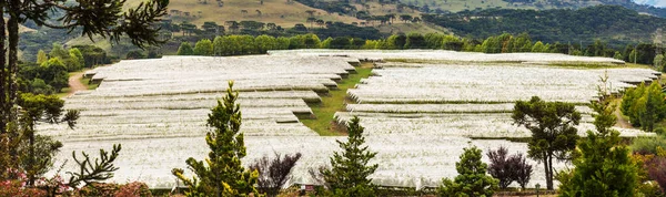 Uma Paisagem Montanhosa Com Plantações Uva — Fotografia de Stock