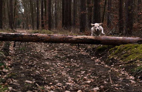 Селективный Снимок Собаки Бегущей Упавшему Бревну Грунтовой Дороге Лесу Опавшими — стоковое фото