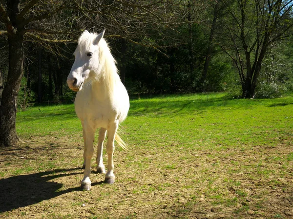 以大自然为背景的一匹白马的美丽照片 — 图库照片