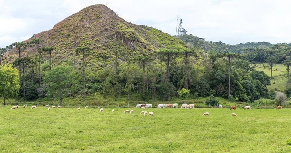 Eine Ländliche Landschaft Mit Schönem Grün Und Hügeln Santa Catarina — Stockfoto