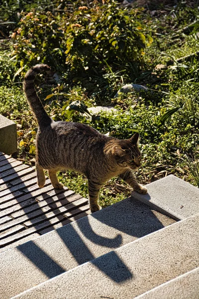 Die Hauskatze Felis Silvestris Catus Volksmund Katze Genannt Ist Ein — Stockfoto