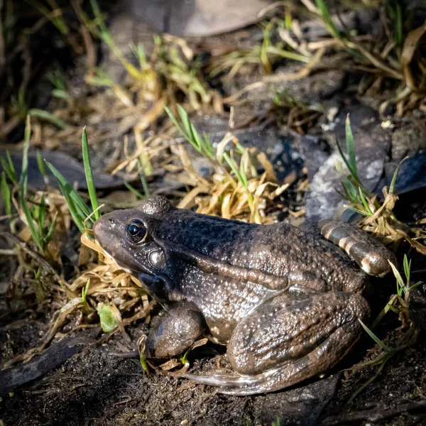 Tiro Perto Sapo Sobre Pedras — Fotografia de Stock