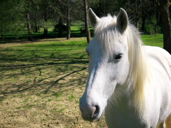Arka Planda Doğa Olan Beyaz Bir Atın Güzel Bir Çekimi — Stok fotoğraf