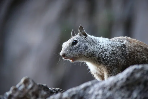 一只毛茸茸的野生松鼠坐在其自然栖息地的一块大石头表面上的特写镜头 — 图库照片