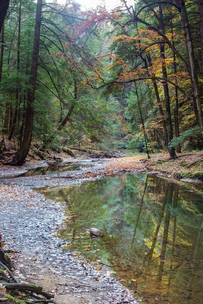 Tiro Vertical Árvores Refletido Água — Fotografia de Stock