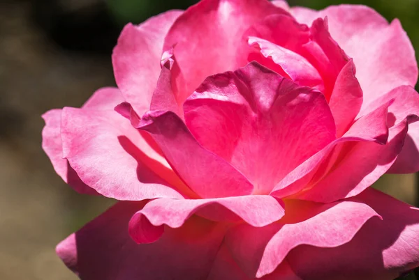 Zbliżenie Ujęcie Pięknej Różowej Róży — Zdjęcie stockowe