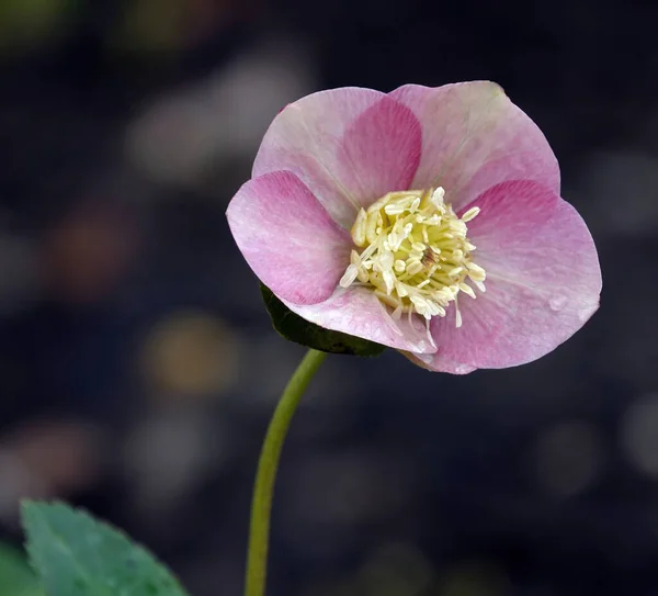 Closeup Shot Blooming Pink Hellebore Flower — Stock Photo, Image